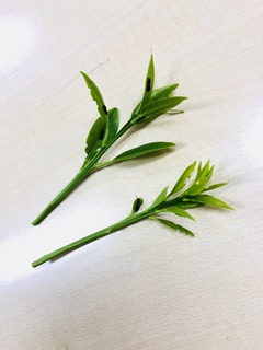 写真 2018-04-28 10 17 21.jpg